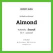 อัลมอนด์ ทับศัพท์มาจากคำไหน?, คำศัพท์ภาษาอังกฤษ อัลมอนด์ ทับศัพท์เป็น almond อื่น ๆ แอลมอนด์