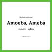 amoeba, ameba เขียนเป็นคำไทยว่าอะไร?, คำศัพท์ภาษาอังกฤษ amoeba, ameba ทับศัพท์เป็น อะมีบา