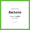 bacteria เขียนเป็นคำไทยว่าอะไร?, คำศัพท์ภาษาอังกฤษ bacteria ทับศัพท์เป็น แบคทีเรีย อื่น ๆ บัคเตรี