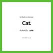 cat เขียนเป็นคำไทยว่าอะไร?, คำศัพท์ภาษาอังกฤษ cat ทับศัพท์เป็น แคต