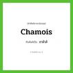 chamois เขียนเป็นคำไทยว่าอะไร?, คำศัพท์ภาษาอังกฤษ chamois ทับศัพท์เป็น ชามัวส์