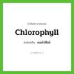 chlorophyll เขียนเป็นคำไทยว่าอะไร?, คำศัพท์ภาษาอังกฤษ chlorophyll ทับศัพท์เป็น คลอโรฟิลล์