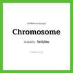 chromosome เขียนเป็นคำไทยว่าอะไร?, คำศัพท์ภาษาอังกฤษ chromosome ทับศัพท์เป็น โครโมโซม