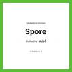 สปอร์ ทับศัพท์มาจากคำไหน?, คำศัพท์ภาษาอังกฤษ สปอร์ ทับศัพท์เป็น spore